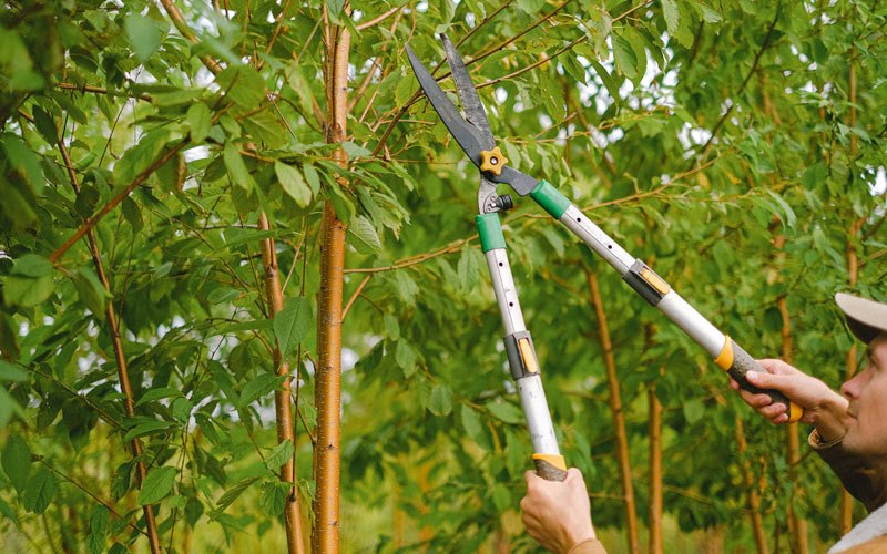 Tree trimming in Elk Grove Village, IL